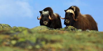 Bitcoin Eyes $41,000-Retest as Two Indicators Confirms Bull Run