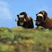 Bitcoin Eyes $41,000-Retest as Two Indicators Confirms Bull Run