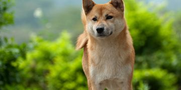 Dogecoin Price Shoots 50% Greater as Bitcoin Nears $30,000