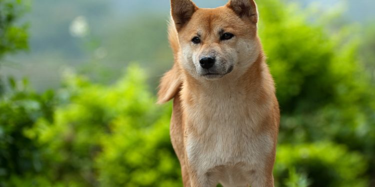 Dogecoin Price Shoots 50% Greater as Bitcoin Nears $30,000