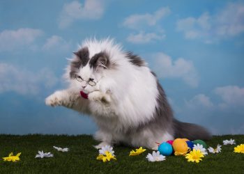 Ripple’s XRP Swells 40% In spite of Delisting Woes Useless Cat Bounce?