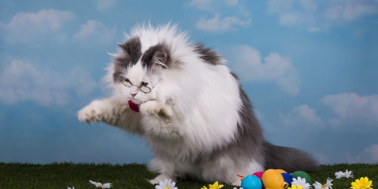Ripple’s XRP Swells 40% In spite of Delisting Woes Useless Cat Bounce?