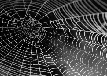 Why The Dim Net’s Most Energetic Sector Ditched Bitcoin For Monero
