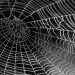 Why The Dim Net’s Most Energetic Sector Ditched Bitcoin For Monero