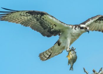 Osprey Fund’s Bitcoin Trust Is Now Available to Retail Investors via OTC
