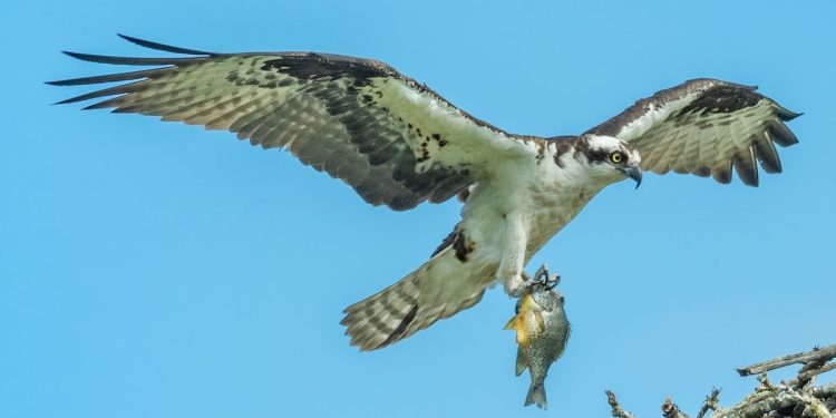 Osprey Fund’s Bitcoin Trust Is Now Available to Retail Investors via OTC