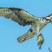 Osprey Fund’s Bitcoin Trust Is Now Available to Retail Investors via OTC