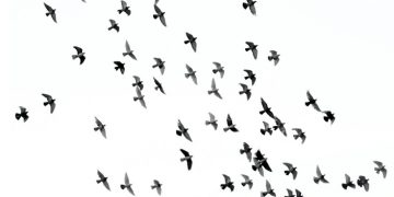 Cardano on the cusp of a milestone will ADA make a huge move?