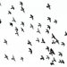 Cardano on the cusp of a milestone will ADA make a huge move?