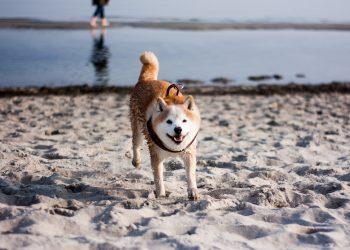 Dogecoin Views and Gamestop Incident