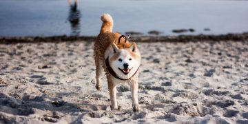 Dogecoin Views and Gamestop Incident