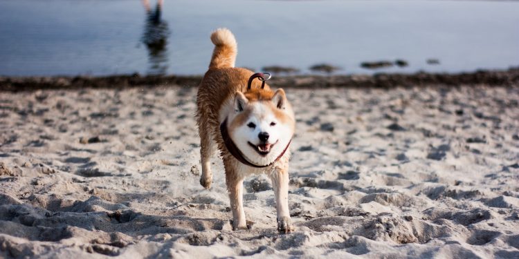 Dogecoin Views and Gamestop Incident