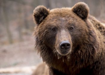 Bears Salivate As Bitcoin Regular Close Prospects To Indecision