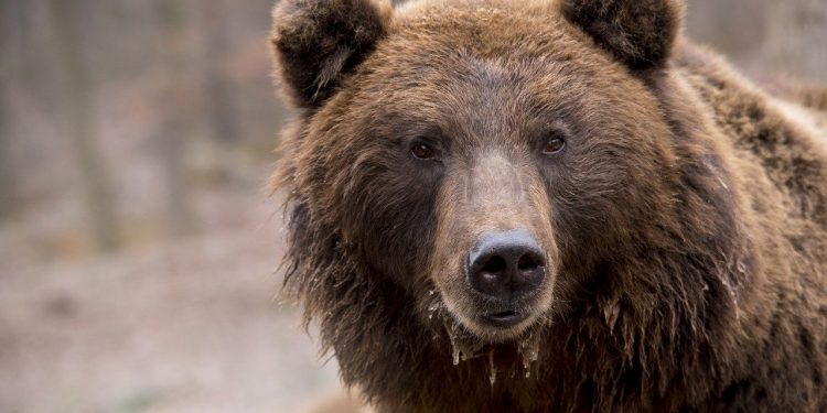 Bears Salivate As Bitcoin Regular Close Prospects To Indecision