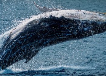 Bitcoin whales on defense, how BTC could get to a new ATH