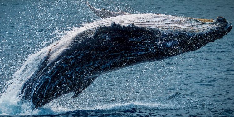 Bitcoin whales on defense, how BTC could get to a new ATH