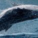 Bitcoin whales on defense, how BTC could get to a new ATH