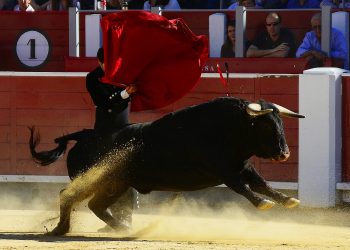 Bulls In Difficulty As $50,000 Is Misplaced