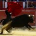 Bulls In Difficulty As $50,000 Is Misplaced