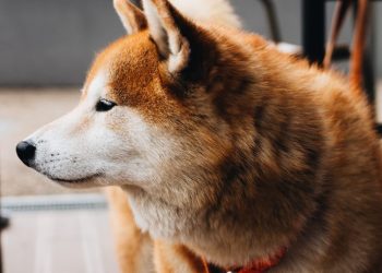 Dogecoin Holds Sturdy Against Weekend Flash Crash, What is Happening?