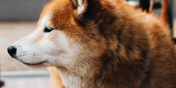 Dogecoin Holds Sturdy Against Weekend Flash Crash, What is Happening?