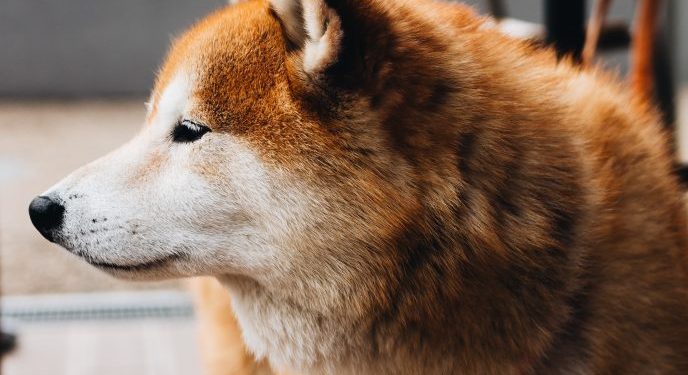 Dogecoin Holds Sturdy Against Weekend Flash Crash, What is Happening?