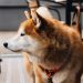 Dogecoin Holds Sturdy Against Weekend Flash Crash, What is Happening?