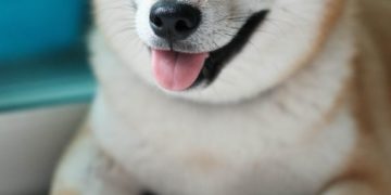 Fundamentals go Out The Window, $1 Dogecoin incoming?