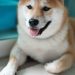 Fundamentals go Out The Window, $1 Dogecoin incoming?