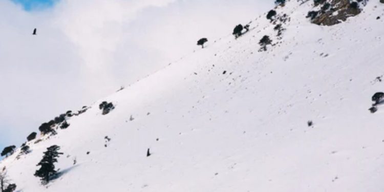 How Avalanche’s bridge to ETH and BTC could just take more than DeFi