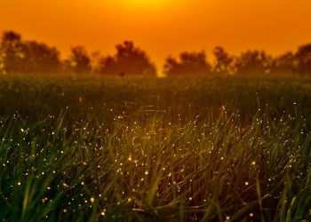 How IOTA Could Get to $1B In Token Locked Prior to Chrysalis 2