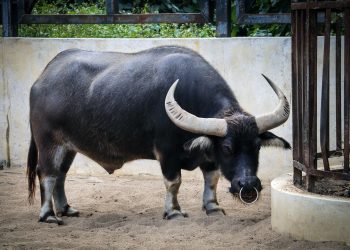 Most current Bitcoin Dip Did Minor In Offsetting “Wildly Bullish” Bias This is Why