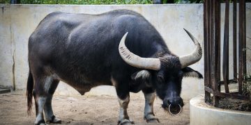 Most current Bitcoin Dip Did Minor In Offsetting “Wildly Bullish” Bias This is Why