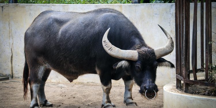 Most current Bitcoin Dip Did Minor In Offsetting “Wildly Bullish” Bias This is Why