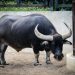 Most current Bitcoin Dip Did Minor In Offsetting “Wildly Bullish” Bias This is Why