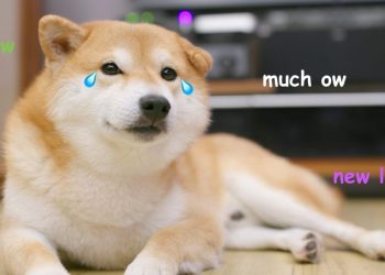 The Two Indicators That Say Dogecoin Holders Are In For “Much Ow”