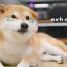 The Two Indicators That Say Dogecoin Holders Are In For “Much Ow”
