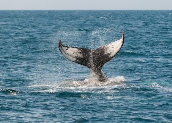 12K BTC Eradicated From Coinbase, Are Whales Relenting?