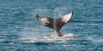 12K BTC Eradicated From Coinbase, Are Whales Relenting?