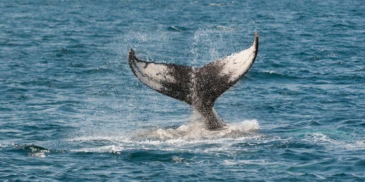 12K BTC Eradicated From Coinbase, Are Whales Relenting?