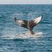12K BTC Eradicated From Coinbase, Are Whales Relenting?
