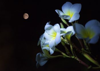 April Showers Could Blossom Return Of Bitcoin Bull Run This Could
