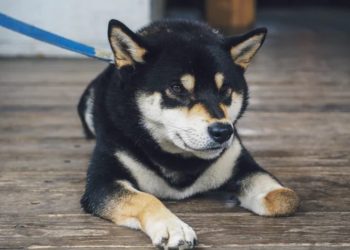 Binance Adds SHIB And Triggers 150% Rally Action Aside DOGE?