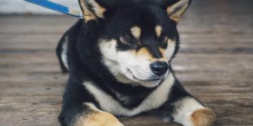 Binance Adds SHIB And Triggers 150% Rally Action Aside DOGE?