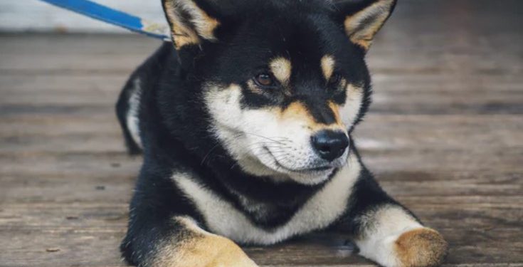 Binance Adds SHIB And Triggers 150% Rally Action Aside DOGE?
