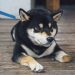 Binance Adds SHIB And Triggers 150% Rally Action Aside DOGE?