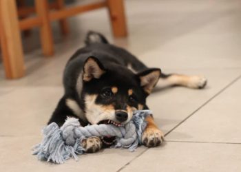 Up 131% In Just one 7 days DOGE Could Convey Doom To Crypto Rally