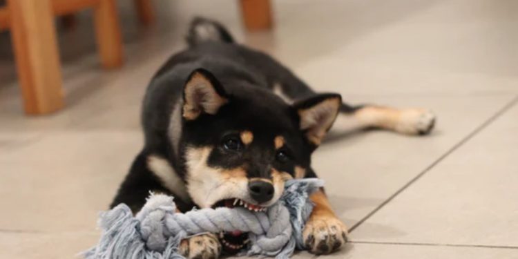 Up 131% In Just one 7 days DOGE Could Convey Doom To Crypto Rally