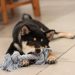 Up 131% In Just one 7 days DOGE Could Convey Doom To Crypto Rally