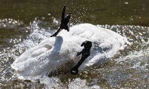 Taleb Releases a Dirty Swan Upon Bitcoin, Bitcoiners Were Fast to Clean It